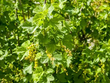 Olgunlaşmamış üzümlü Frenk üzümü. Bahçede olgunlaşmış meyveler.