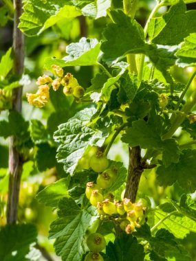 Olgunlaşmamış üzümlü Frenk üzümü. Bahçede olgunlaşmış meyveler.