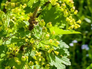 Olgunlaşmamış üzümlü Frenk üzümü. Bahçede olgunlaşmış meyveler.