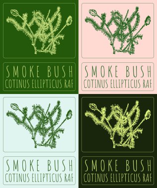 Set of vector drawing SMOKE BUSH in various colors. Hand drawn illustration. The Latin name is COTINUS ELLIPTICUS RAF. clipart