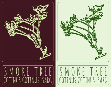 Drawing SMOKE TREE. Hand drawn illustration. The Latin name is COTINUS COTINUS SARG. clipart
