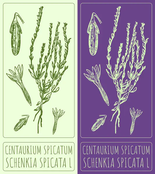 Vektör Centaurium spicatum çiziyor. El çizimi çizimi. Latince adı Schenkia spicata L.