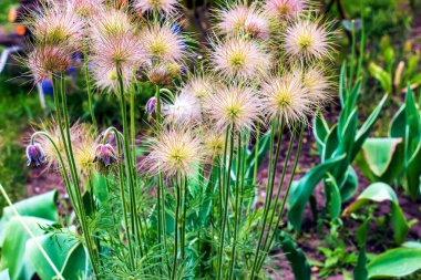 Güzel mavi çuha çiçekleri, bahar çiçekleri, çuha çiçeği Latince patentli..