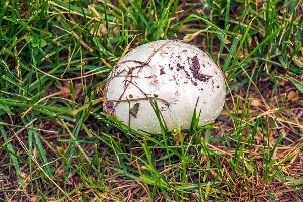 Dev Golovach Latin Calvatia gigantea, Golovach cinsinden bir mantar türüdür. Bovista.