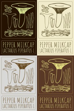 Pepper MILKCAP 'ı çeşitli renklerde çizen vektör kümesi. El çizimi çizimi. Latince adı LACTARIUS PIPERATUS L.