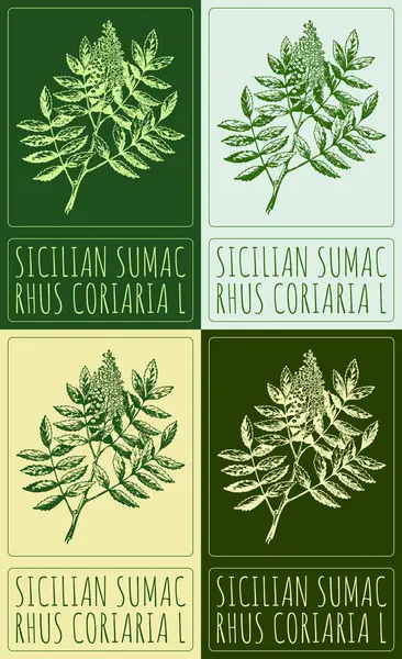 SICILIAN SUMAC 'ı çeşitli renklerde çizen vektör kümesi. El çizimi çizimi. Latince adı RHUS CORIARIA L.