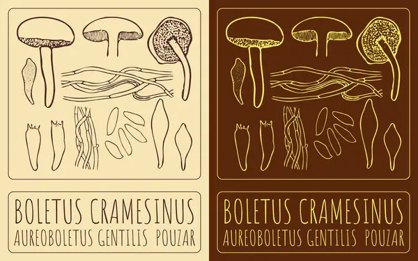 stock vector Vector drawing BOLETUS CRAMESINUS. Hand drawn illustration. The Latin name is AUREOBOLETUS GENTILIS POUZAR.