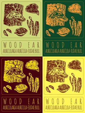 Set of  drawing WOOD EAR in various colors. Hand drawn illustration. The Latin name is AURICULARIA AURICULA-JUDAE BULL. clipart