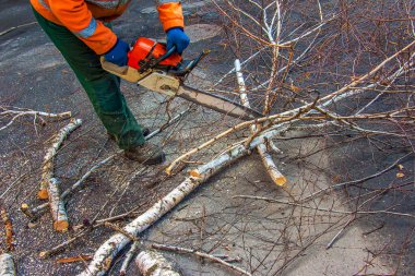 Bir belediye memuru bir ağacın dallarını kesiyor. Kentsel ağaçların yeşillenmesi.