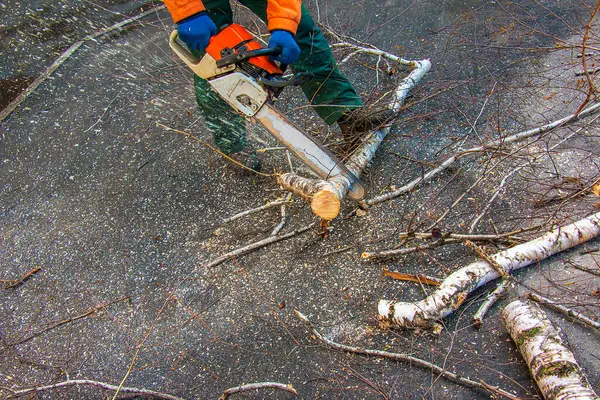 stock image A municipal service worker cuts the branches of a tree. Greening of urban trees.