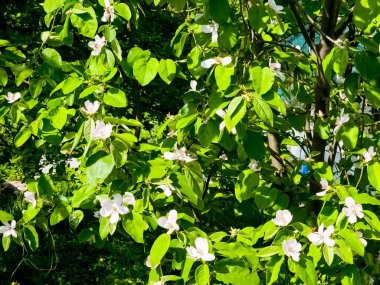 Ayva çiçeği Cydonia oblonga. Meyveleri aynı zamanda altın elmalardır..