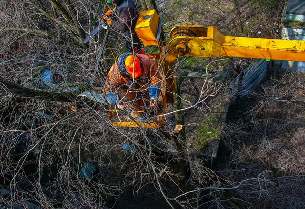 Belediye çalışanları vinç sepetinde elektrikli testereyle durup tehlikeli ağaçları buduyorlar..