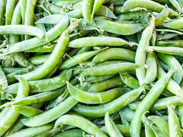 Green pea pods. Background. Green peas are the immature seeds of the pea plant Pisum sativum.