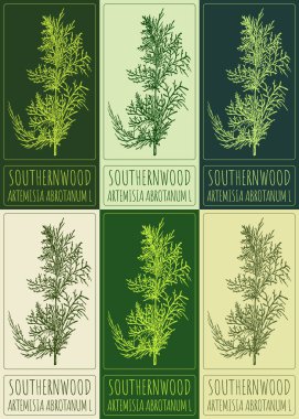 Set of drawing SOUTHERNWOOD in various colors. Hand drawn illustration. The Latin name is ARTEMISIA ABROTANUM L. clipart