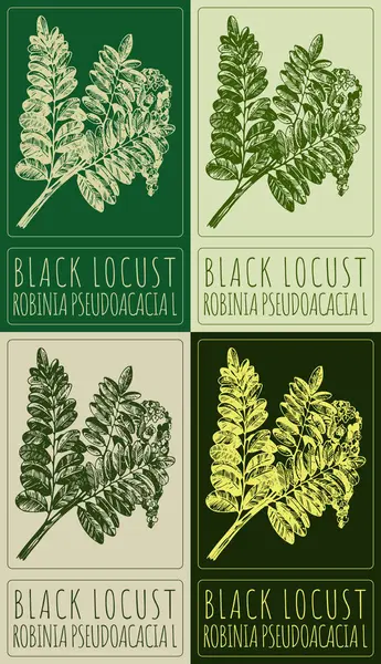 stock image Set of drawing BLACK LOCUST in various colors. Hand drawn illustration. The Latin name is ROBINIA PSEUDOACACIA L.