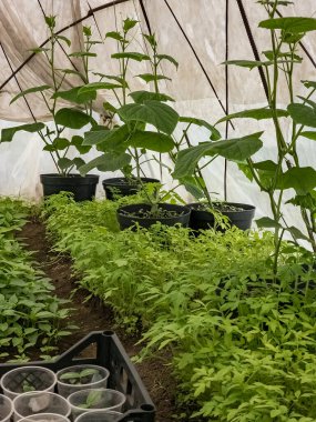 Tarım serası ve taze taze sebze fideleri..