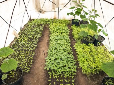 Tarım serası ve taze taze sebze fideleri..