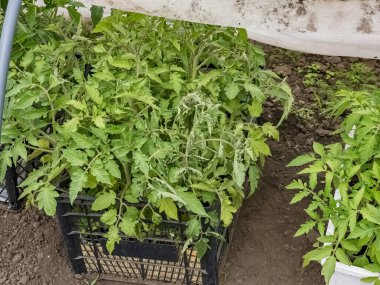 Tarım serası ve taze taze sebze fideleri..