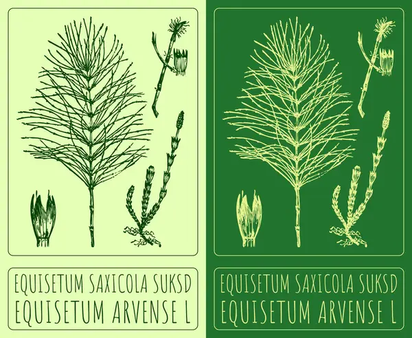 EQUISETUM SAXICOLA SUKSD çizen vektör. El çizimi çizimi. Latince adı EQUISETUM ARVENSE L.