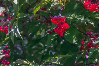 Olgun meyveler dalları Elderberry kırmızı Sambucus racemosa yeşil yapraklı yaz bahçesinde.