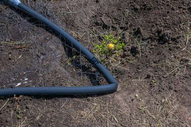 En basit sulama sistemi. Topraktaki delikli hortum su basıncının altında yatıyor..