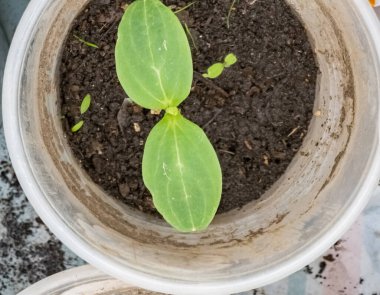 Bir serada gözlüklü salatalık tohumları. İlk yapraklar.