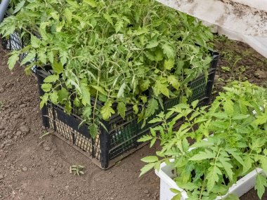 Seradaki kutularda çeşitli sebzelerin tohumları. İlk yapraklar.