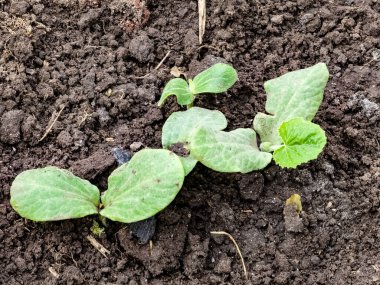 Salatalık tohumları açık araziye ekilir. İlk yapraklar.
