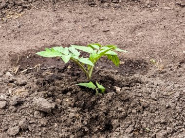 Domates fideleri açık alana ekilir. İlk yapraklar.