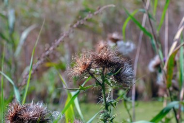 Onopordum İllyricum Bitkisi, yaygın adı İlirya devedikeni. Mor dikenli devedikeni çiçeği. Pamuk Devedikeni.