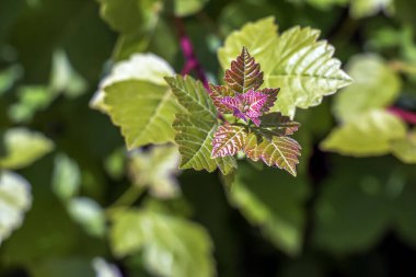 Baharda sumac Rhus trilobata tomurcukları ve yaprakları. Kokarca Fırçası Sumac.