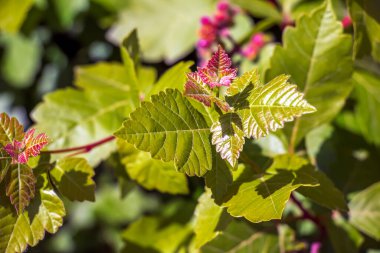 Baharda sumac Rhus trilobata tomurcukları ve yaprakları. Kokarca Fırçası Sumac.