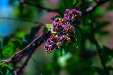 Turpinia aromatica meyvesi, Rhus aromatica olarak da bilinir. Meyveler yenilebilir ve aromalı..