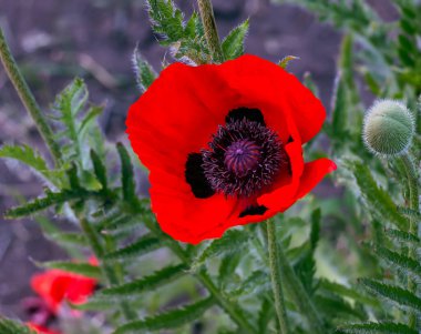 Afyon haşhaşı çiçeği, Latince papaver somniferum, kırmızı çiçekli gelincik..