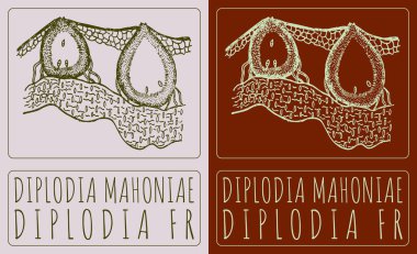 Vector drawing DIPLODIA MAHONIAE. Hand drawn illustration. The Latin name is DIPLODIA FR. clipart