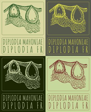 Set of vector drawing DIPLODIA MAHONIAE in various colors. Hand drawn illustration. The Latin name is DIPLODIA FR. clipart