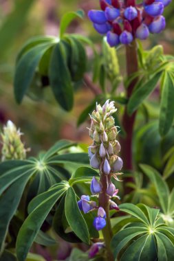 Dnepr 'deki botanik bahçesinde uzun ömürlü lupin ya da Lupinus perennis. Ukrayna.