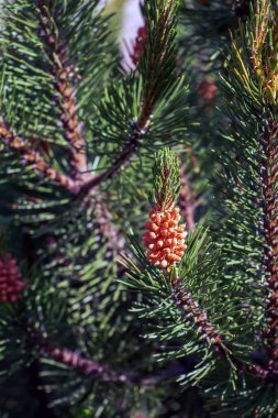 Mountain pine Pumilio or Pinus mugo pumilio. Spruce spring buds and cones. clipart