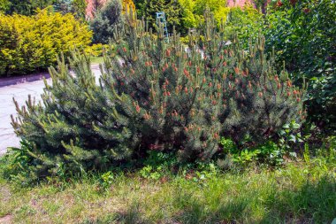 Mountain pine Pumilio or Pinus mugo pumilio. Spruce spring buds and cones.