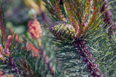 Mountain pine Pumilio or Pinus mugo pumilio. Spruce spring buds and cones.