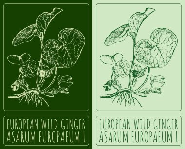Avrupa 'nın yabani zencefilini çiziyorum. El çizimi çizimi. Latince adı ASARUM EUROPAEUM L..