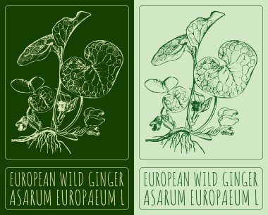 Drawing EUROPEAN WILD GINGER. Hand drawn illustration. The Latin name is ASARUM EUROPAEUM L.. clipart