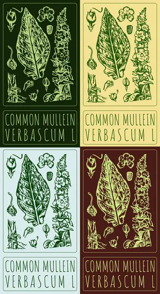 stock image Set of  drawing COMMON MULLEIN in various colors. Hand drawn illustration. The Latin name is VERBASCUM L.