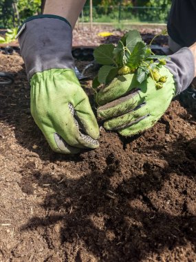 Eldivendeki eller yere bir çilek filizi diker. Yabani otlar, fidanlar, tarım.
