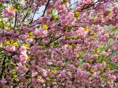 Güzel sakura çiçekleri. Pembe Japon kiraz çiçeklerinin arka planı. Yakın plan..
