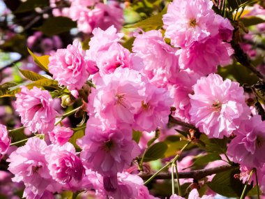 Güzel sakura çiçekleri. Pembe Japon kiraz çiçeklerinin arka planı. Yakın plan..