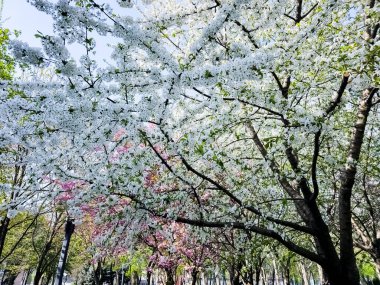 Güzel kiraz çiçekleri. Bahçe kiraz çiçeklerinin beyaz çiçeklerinin arka planı. Bahar çiçekleri.