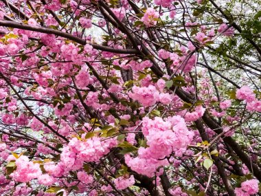 Güzel sakura çiçekleri. Pembe Japon kiraz çiçeklerinin arka planı. Yakın plan..