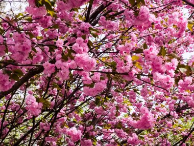 Güzel sakura çiçekleri. Pembe Japon kiraz çiçeklerinin arka planı. Yakın plan..