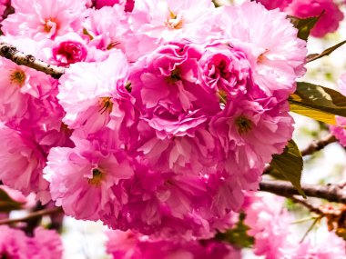 Güzel sakura çiçekleri. Pembe Japon kiraz çiçeklerinin arka planı. Yakın plan..